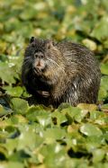 Myocastor coypus